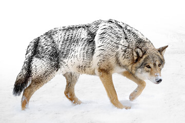 Hand drawing and photography wolf combination. Sketch graphics animal mixed with photo