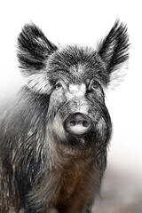 Hand drawing and photography wild boar combination. Sketch graphics animal mixed with photo