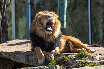 The lion, Panthera leo is one of the four big cats in the genus Panthera