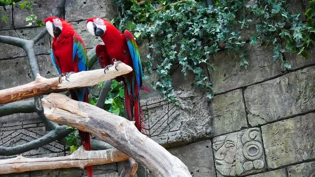 Two macaw parrots are sitting on a branch..
