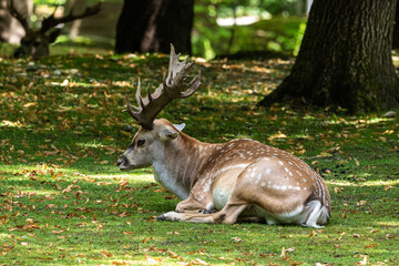 The fallow deer, Dama mesopotamica is a ruminant mammal