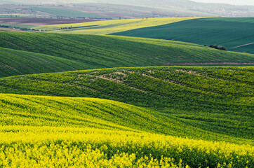 Rapeseed yellow green field in spring