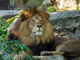 The lion, Panthera leo is one of the four big cats in the genus Panthera