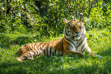 The Siberian tiger,Panthera tigris altaica in a park