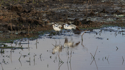 a pair of pied avocets
