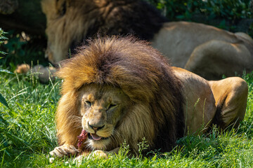 The lion, Panthera leo is one of the four big cats in the genus Panthera
