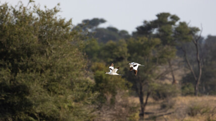 a pair of pied avocets in flight