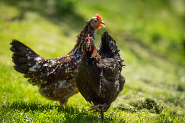 Swedish flower hen in a meadow