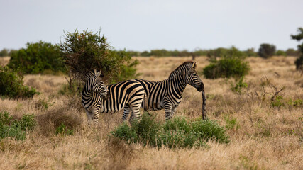 Fototapeta na wymiar the zebras in the wild