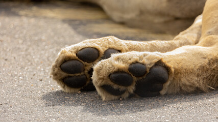 big lion pair of back paws - obrazy, fototapety, plakaty