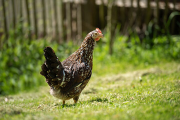 Hen in a meadow
