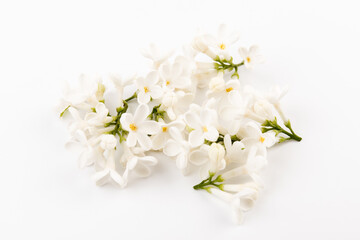 Naklejka na ściany i meble beautiful blooming white lilac flowers. Macro photo. Blossoming common Syringa vulgaris lilacs bush white cultivar.