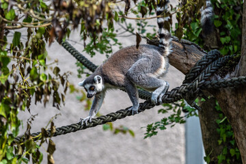 The ring-tailed lemur,Lemur catta with white ringed tail is the most known lemur