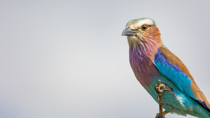 lilac breasted roller portrait in the wild