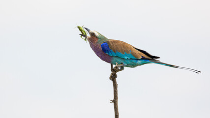 Obraz premium Lilac breasted roller eating a green grasshopper