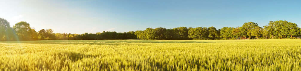 Green Wheat Field in Summer near Sunset - Panorama
