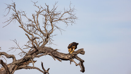 Tawny eagle feeding on a tree squirrel