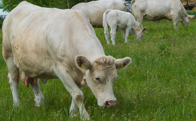 Kühe auf Weide