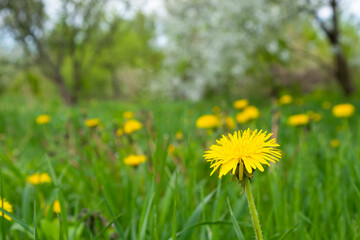 Obraz premium spring dandelions blooming in the meadow.