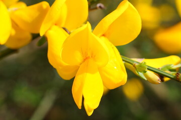 Close-up of the bright yellow flowers of common broom (Cytisus scoparius), also known as Scotch broom, on Brunssummerheide, an area of heathland in the south of the Netherlands