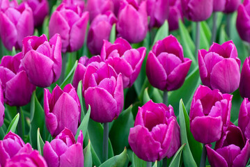 Close up Beautiful field of purple or Magenta tulips close up. Spring background with tender...