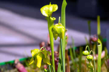 Flowers of trumpet pitcher (sarracenia) in garden of carnivorous plants