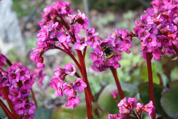 pink flowers in the garden with an insect