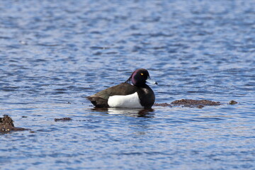 Aythya fuligula. Male Tufted Duck on a lake in the Arctic