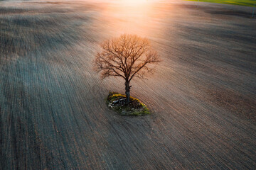 Aerial sunset view of old tree growing in the middle of plowed field, Lithuania.