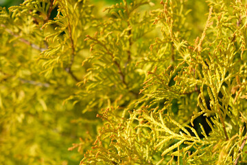 Blurred Background. Golden thuja needles on a background of green garden.