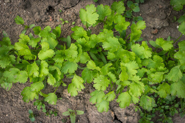 young green coriander leaves in the garden