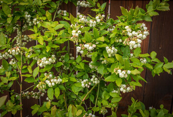 Fototapeta na wymiar Flowering highbush blueberry in the garden