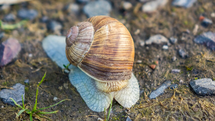 Snail, macro photography.