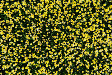 Top view on Beautiful field of yellow botany tulips close up. Spring background with tender tulips. Yellow floral background.