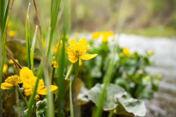Yellow flowers of Caltha palustris on the river bank among green grass.