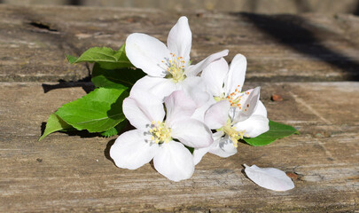 Fototapeta na wymiar Apple tree inflorescenc on a wooden background. The flowers are borne in corymbs.