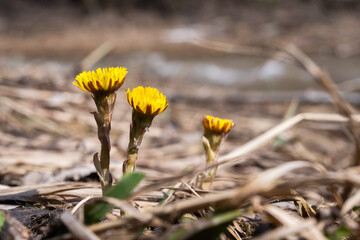Three yellow primroses bloomed on the river bank in spring. The first flowers from under the snow.
