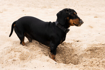 The black dachshund digs a hole in the sand. Her nose is in the sand.