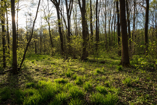 floodplain forest in spring lit by the sun