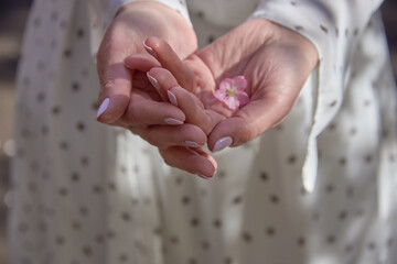 A pink cherry blossom in a woman's hands on the background of a light dress.
