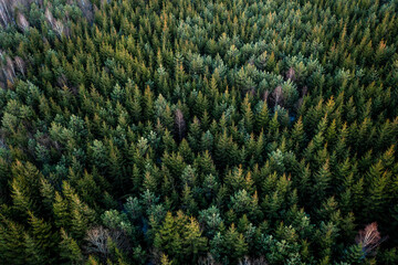 Aerial view of young spruce forest in evening light, Kaunas, Lithuania.