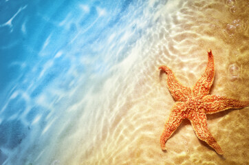 Fototapeta na wymiar Starfish on the summer beach in sea water. Summer background.