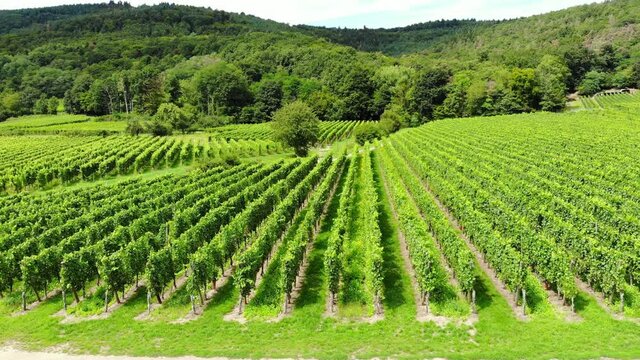 Many insects in clusters over green vineyards, camera fly forward and through small clouds of pests. Night rain wash out insecticide from plants, resulting a lot of flies at sunny day