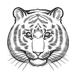 Hand drawn black and white vector portrait of tiger isolated on white background. Stock illustration of wild forest animal in sketch style for coloring pages.