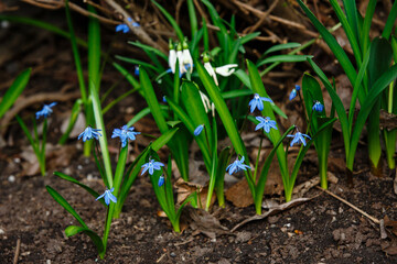 Blue and white first spring flowers. Early spring snowdrops and blue bells flowers are in full bloom in the forest or in the garden. Springtime backdrop.
