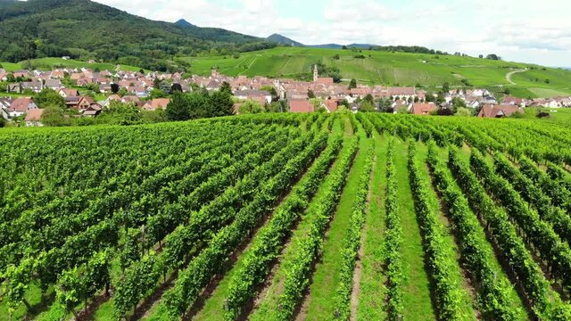 Fly low over lush green rows of vineyards, small town on background. Cinematic aerial shot of Alsace at summer time. Riquewihr village seen between two hills. Famous wine-producing region of France