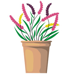 Colorful flowers  Decorate in the house