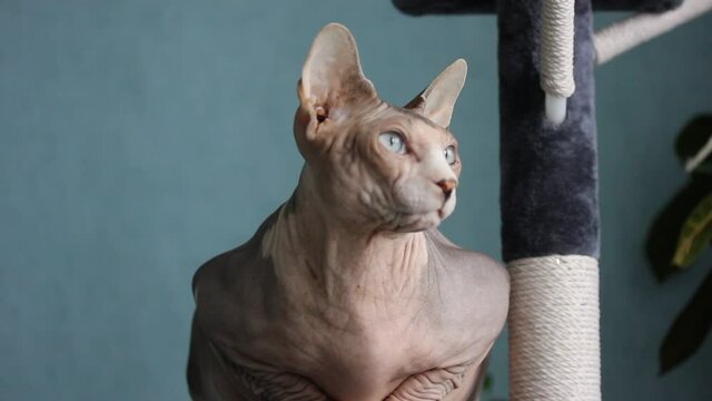 A beautiful gray Canadian Sphynx cat sits on a scratching post, looking with interest at a window. A calm bald cat with white muzzle, blue eyes at home interior. Unusual hypoallergenic hairless pets. 