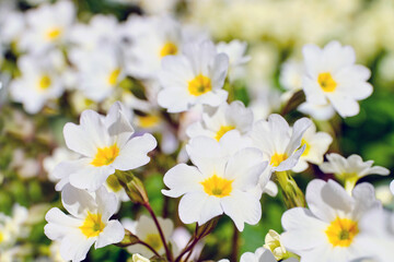 Summer background of flowers of white primroses blooming in the park