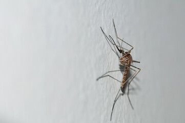Female mosquito of the species Culiseta longiareola perched on a white wall.